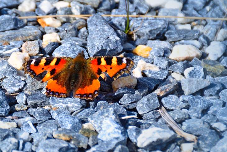 Elk�sz�lt kavicsoz�s