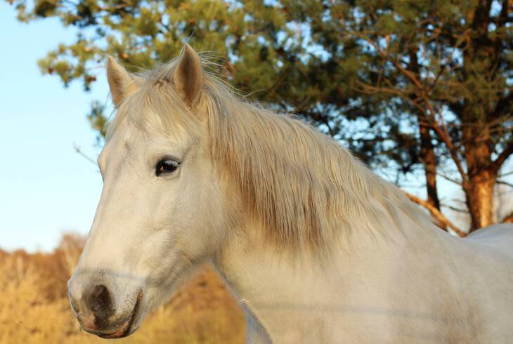 Lovasok a j�v�ben