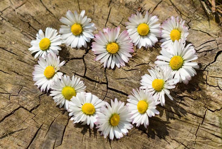 Asztaldszek plyaorientcis nap