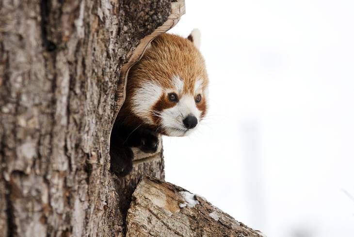 HajdZoo plyaorientcis nap